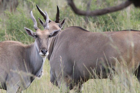 Somabula's eland