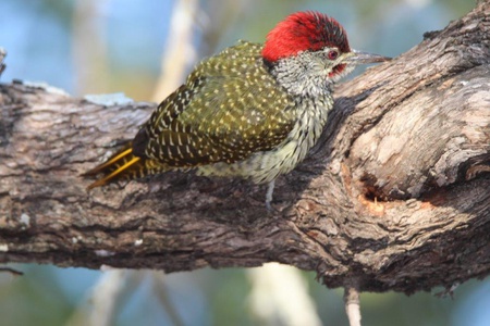 A woodpecker admiring the Landies