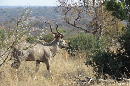 Abundant wildlife en-route