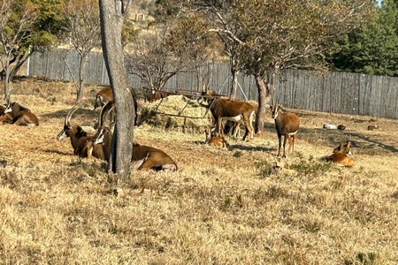 sable-ranch-july-2023-gallery-13