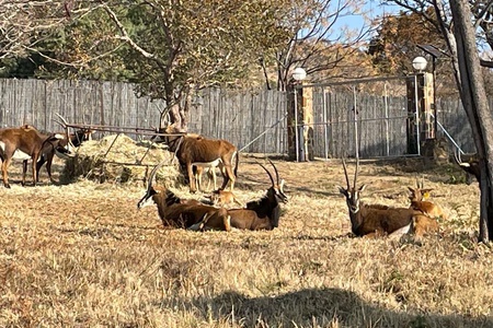 sable-ranch-july-2023-gallery-16